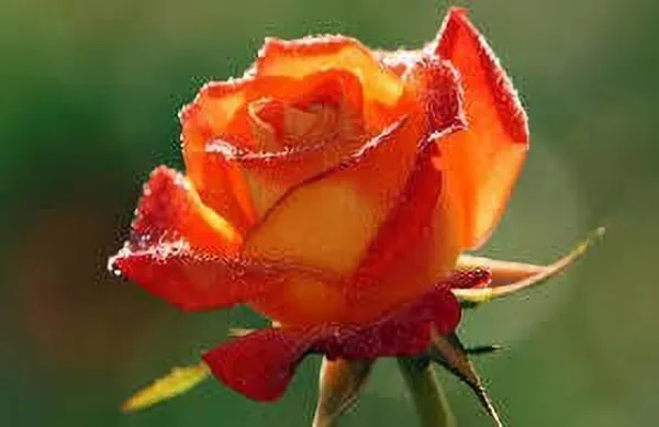 Rose_Plant_(Hybrid,_Pack_of_1)