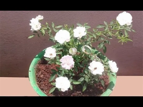 Rose_Plant_(Hybrid,_Pack_of_1)