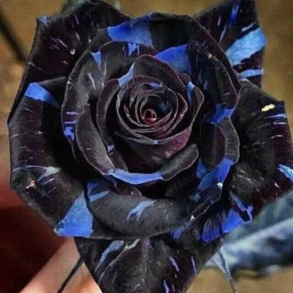Rose_Plant_(Hybrid,_Pack_of_1)