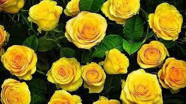 Rose_Plant_(Hybrid,_Pack_of_1)