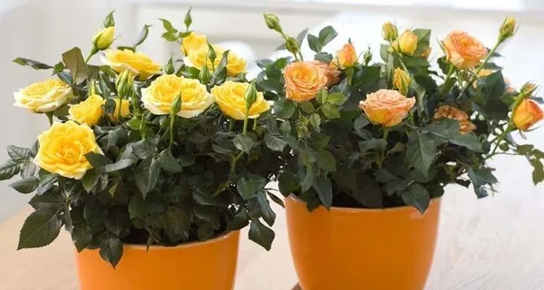 Rose_Plant_(Hybrid,_Pack_of_1)