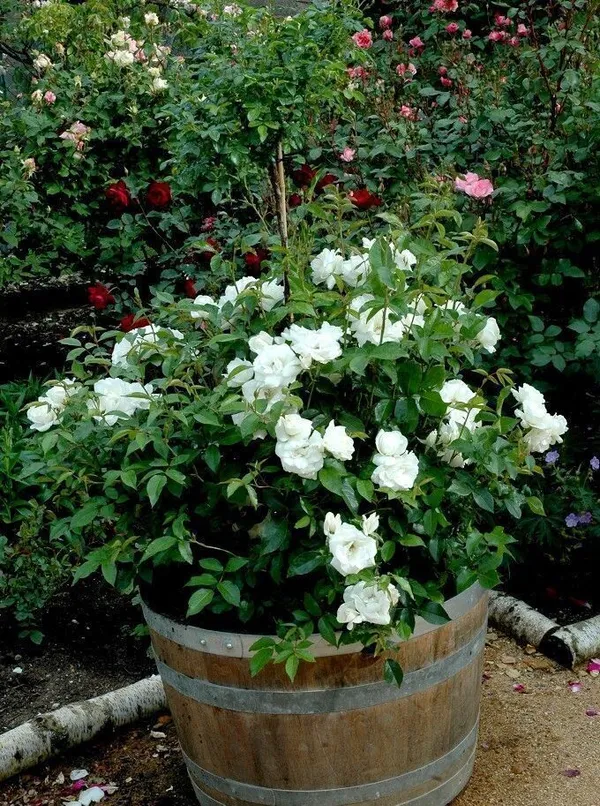 Rose_Plant_(Hybrid,_Pack_of_1)