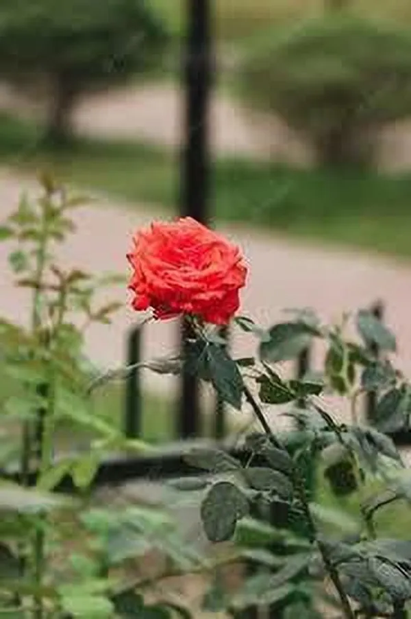 Rose_Plant_(Hybrid,_Pack_of_1)