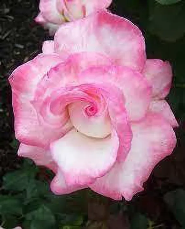 Rose_Plant_(Hybrid,_Pack_of_1)