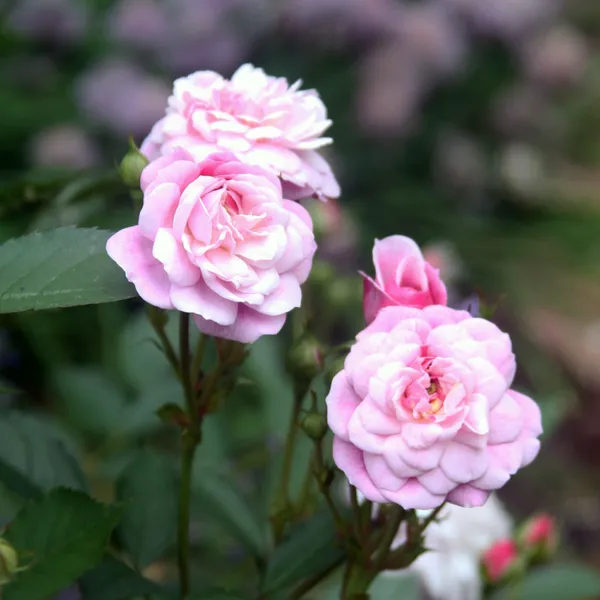 Rose_Plant_(Hybrid,_Pack_of_1)