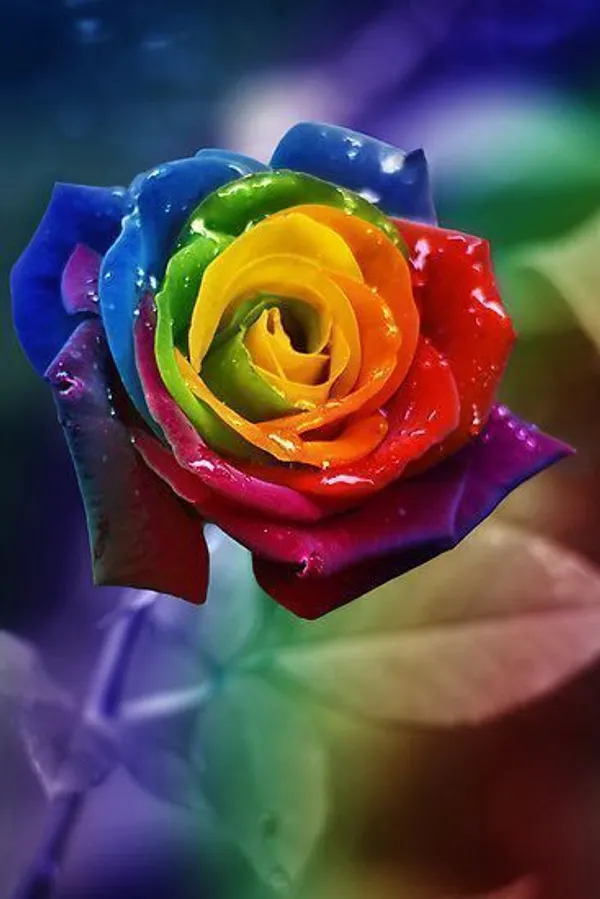 Rose_Plant_(Hybrid,_Pack_of_1)