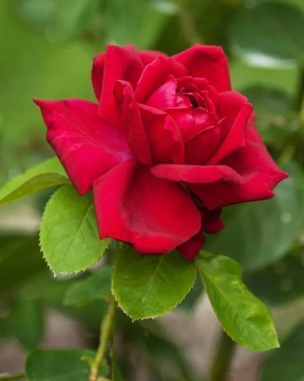 Rose_Plant_(Hybrid,_Pack_of_1)