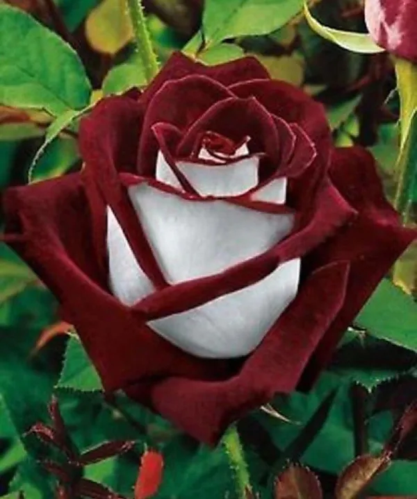 Rose_Plant_(Hybrid,_Pack_of_1)