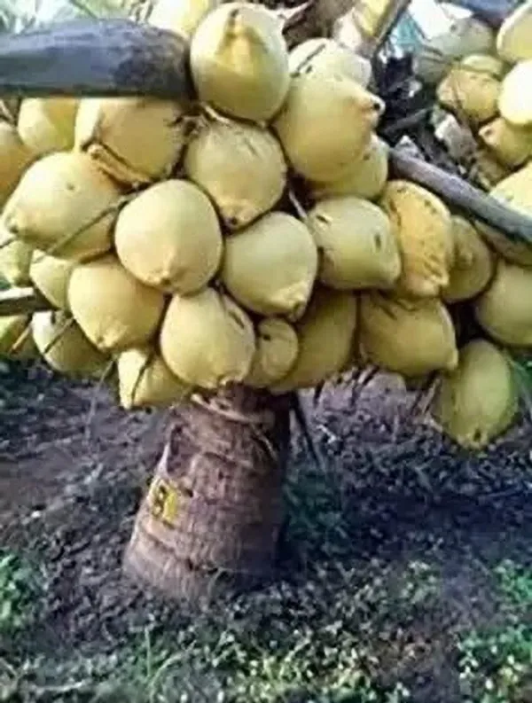 Adenium_Plant_(Hybrid,_Pack_of_1)