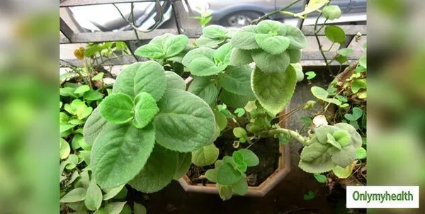Ajwain_Plant_(Hybrid,_Pack_of_1)