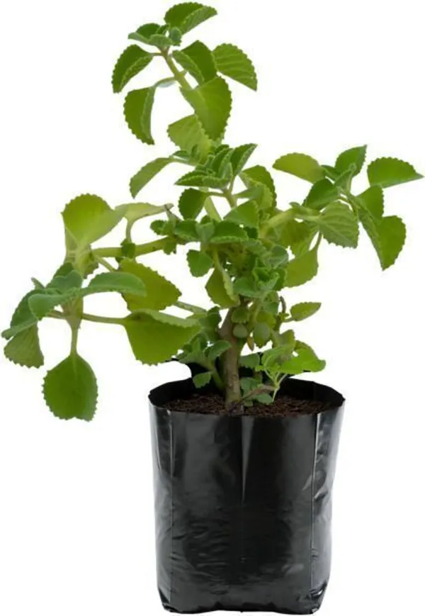 Ajwain_Plant_(Hybrid,_Pack_of_1)