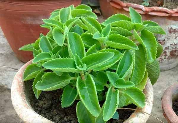 Ajwain_Plant_(Hybrid,_Pack_of_1)