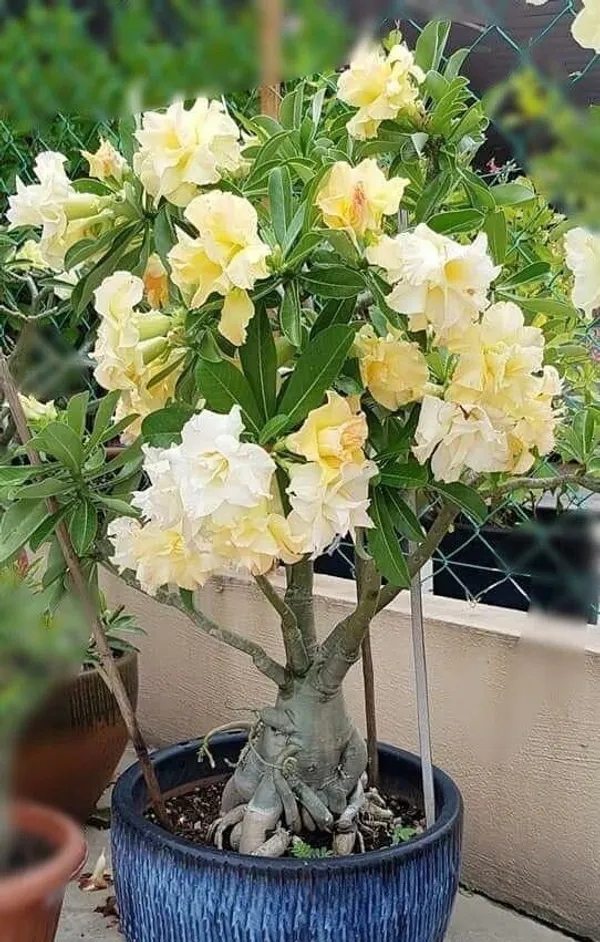 Adenium_Plant_(Hybrid,_Pack_of_1)