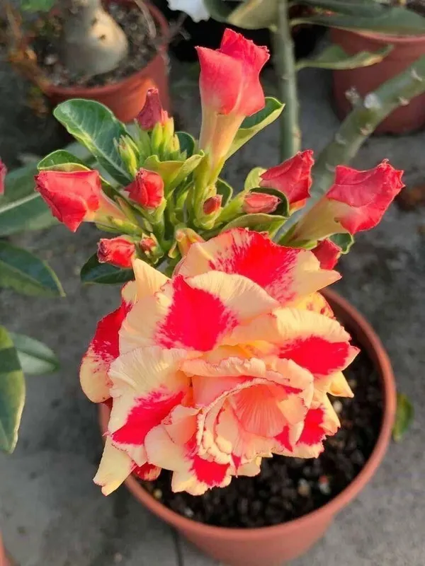 Adenium_Plant_(Hybrid,_Pack_of_1)