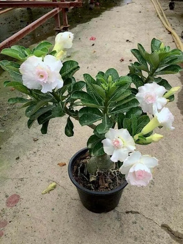 Adenium_Plant_(Hybrid,_Pack_of_1)