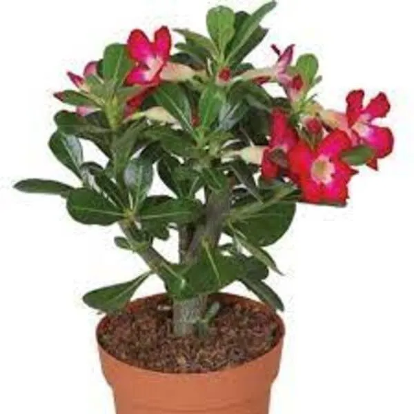 Adenium_Plant_(Hybrid,_Pack_of_1)