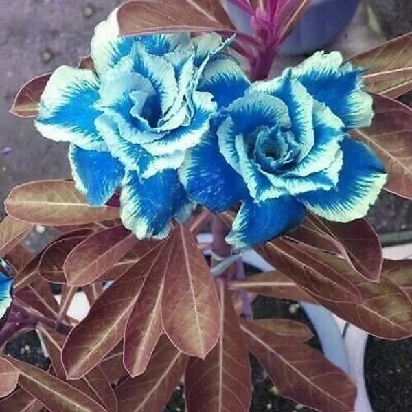 Adenium_Plant_(Hybrid,_Pack_of_1)