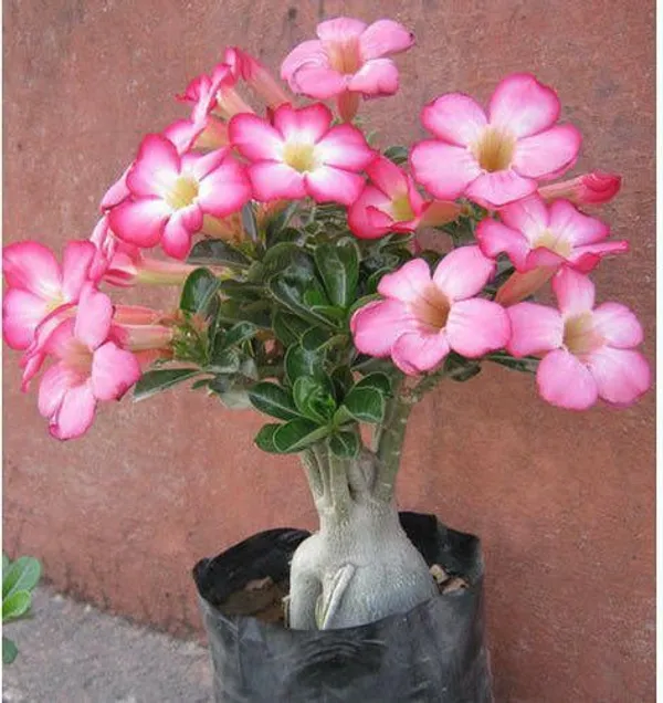 Adenium_Plant_(Hybrid,_Pack_of_1)