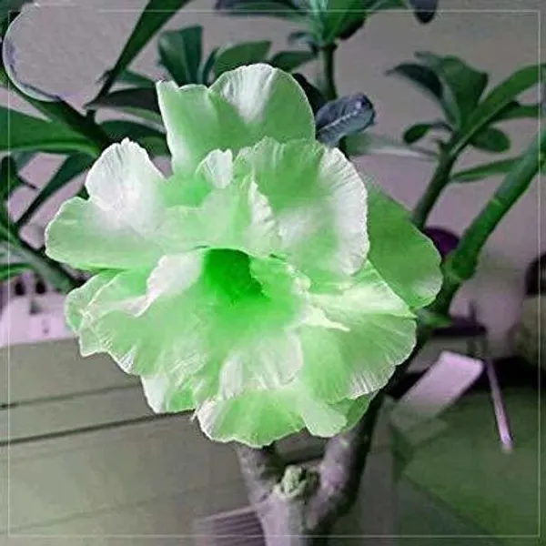 Adenium_Plant_(Hybrid,_Pack_of_1)