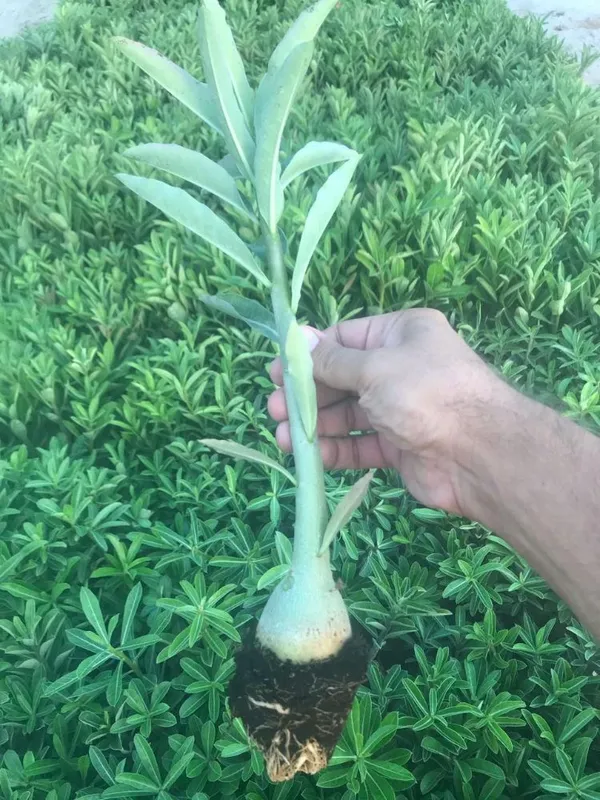 Adenium_Plant_(Hybrid,_Pack_of_1)