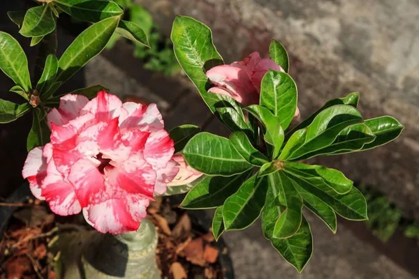 Adenium_Plant_(Hybrid,_Pack_of_1)