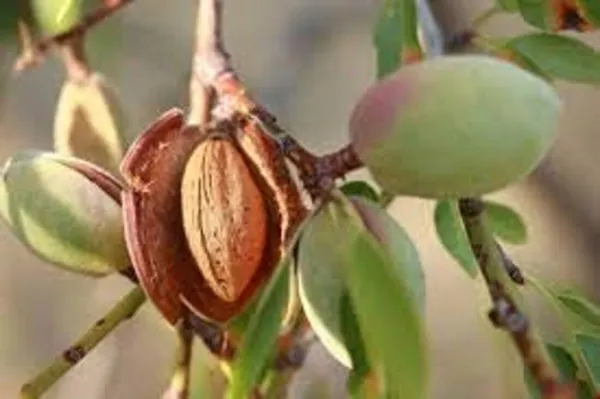 Almond_Plant_(Hybrid,_Pack_of_1)