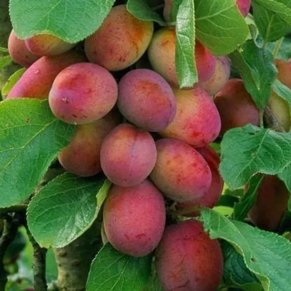 Aloo_Bukhara/Plum_Plant_(Hybrid,_Pack_of_1)