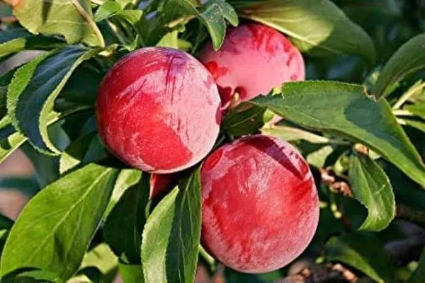 Malay_Apple_Plant_(Hybrid,_Pack_of_1)