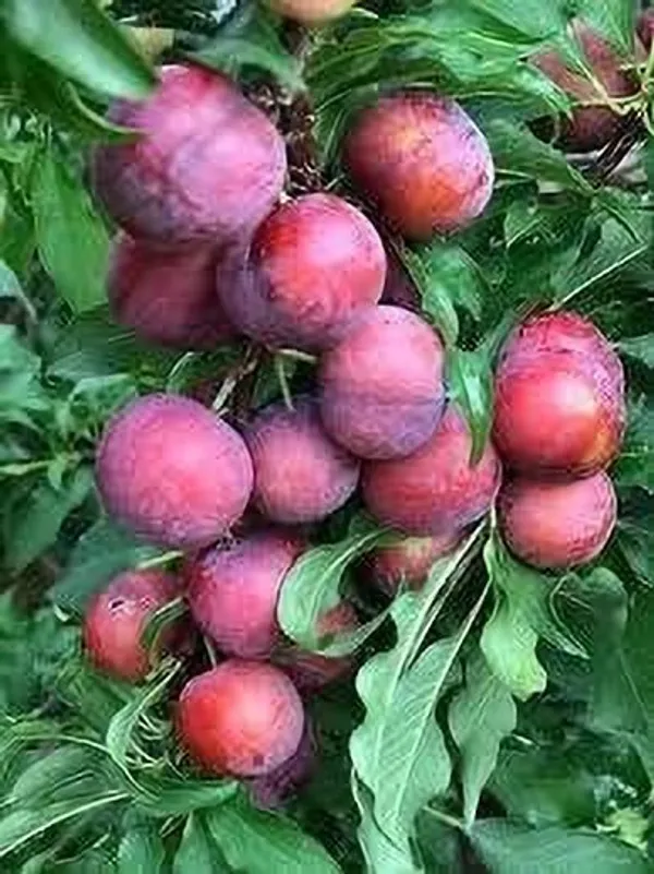 Malay_Apple_Plant_(Hybrid,_Pack_of_1)