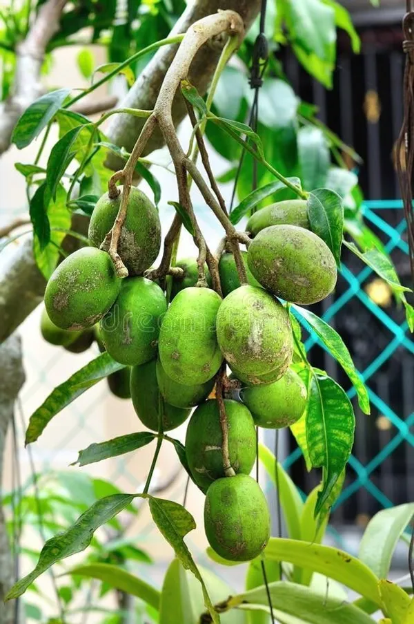Amra_Plant_(Hybrid,_Pack_of_1)