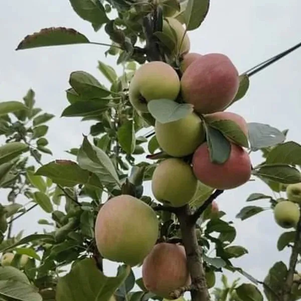 Apple_Plant_(Hybrid,_Pack_of_1)