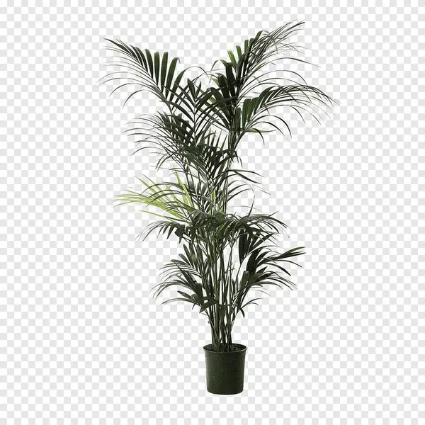 Areca_Plam_(Hybrid,_Pack_of_1)