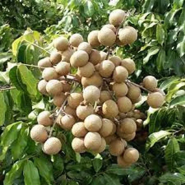 Litchi_Plant_(Hybrid,_Pack_of_1)