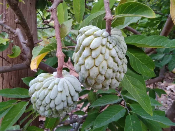 Custard_Apple_Plant_(Hybrid,_Pack_of_1)