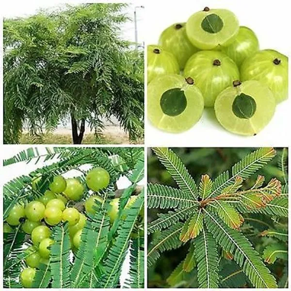 Amla_Plant_(Hybrid,_Pack_of_1)