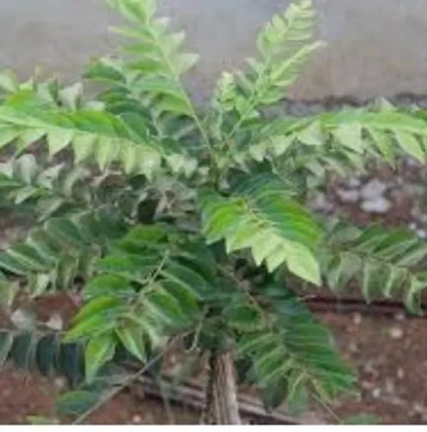 Curry_Leaf_Plant_(Hybrid,_Pack_of_1)