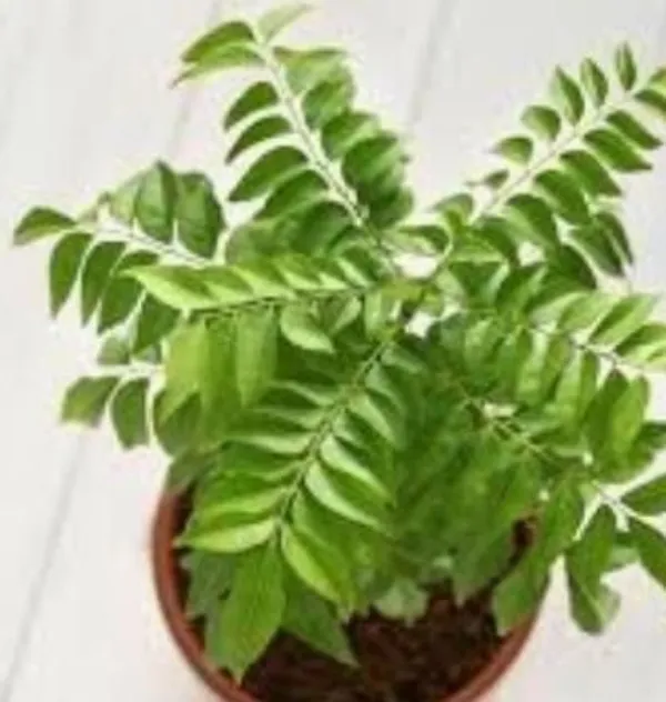 Curry_Leaf_Plant_(Hybrid,_Pack_of_1)