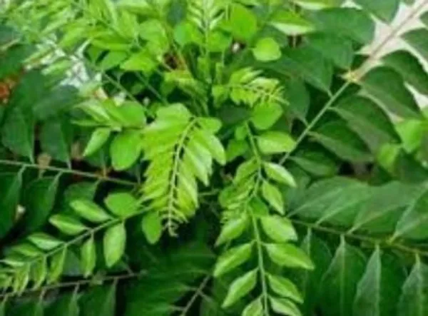 Curry_Leaf_Plant_(Hybrid,_Pack_of_1)