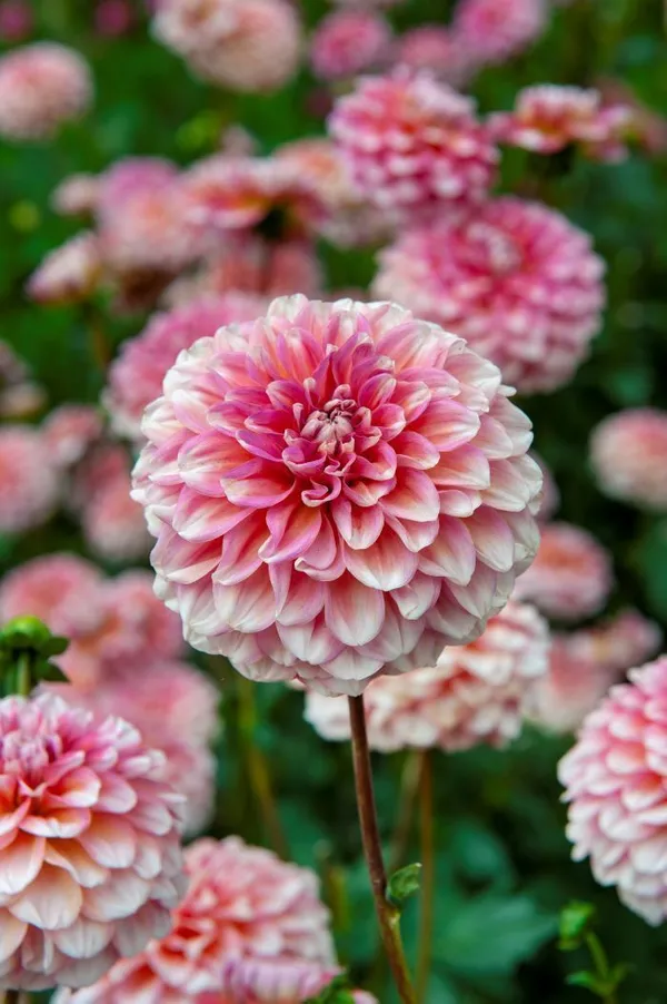 Davallia_Fejeensis_Plant_(Hybrid,_Pack_of_1)
