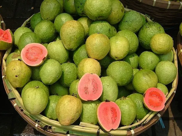 Guava_Plant_(Hybrid,_Pack_of_1)