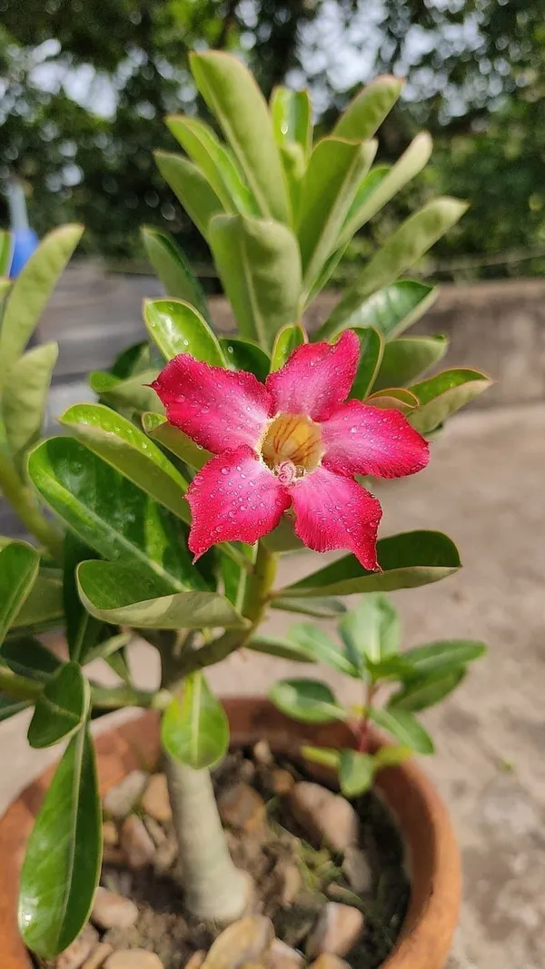 Adenium_Plant_(Hybrid,_Pack_of_1)