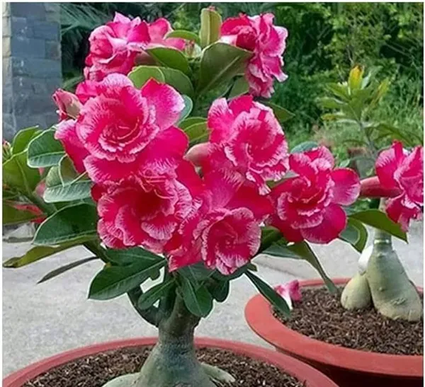 Adenium_Plant_(Hybrid,_Pack_of_1)