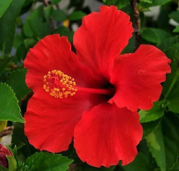Hibiscus_Plant_(Hybrid,_Pack_of_1)