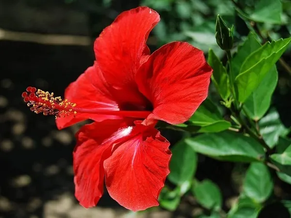 Hibiscus_Plant_(Hybrid,_Pack_of_1)