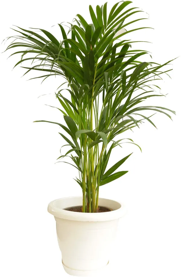 Areca_Palm_(Hybrid,_Pack_of_1)