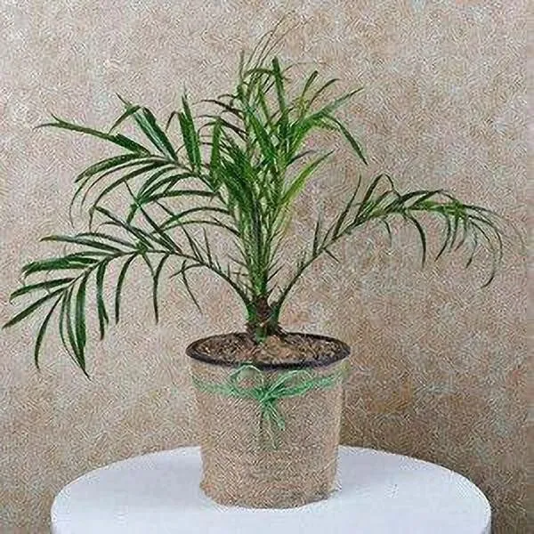 Areca_Plam_(Hybrid,_Pack_of_1)