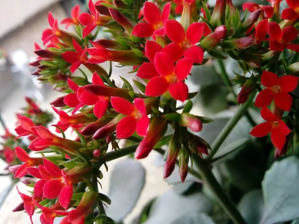 Kalanchoe_Plant_(Hybrid,_Pack_of_1)