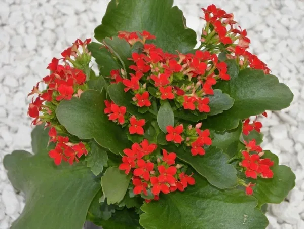Kalanchoe_Plant_(Hybrid,_Pack_of_1)