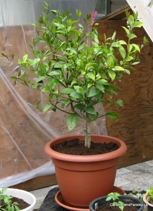 Lemon_Plant_(Hybrid,_Pack_of_1)