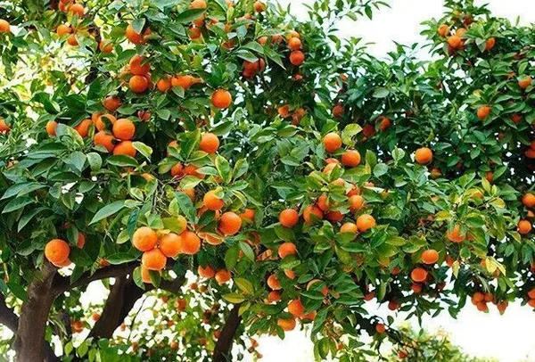 Orange_Plant_(Hybrid,_Pack_of_1)